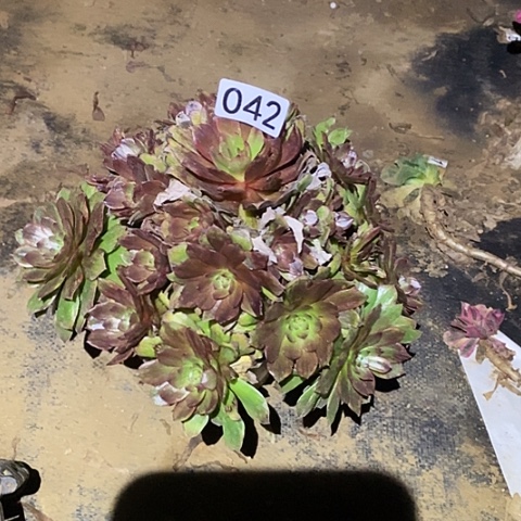 用****6多肉植物法师42红丝绒