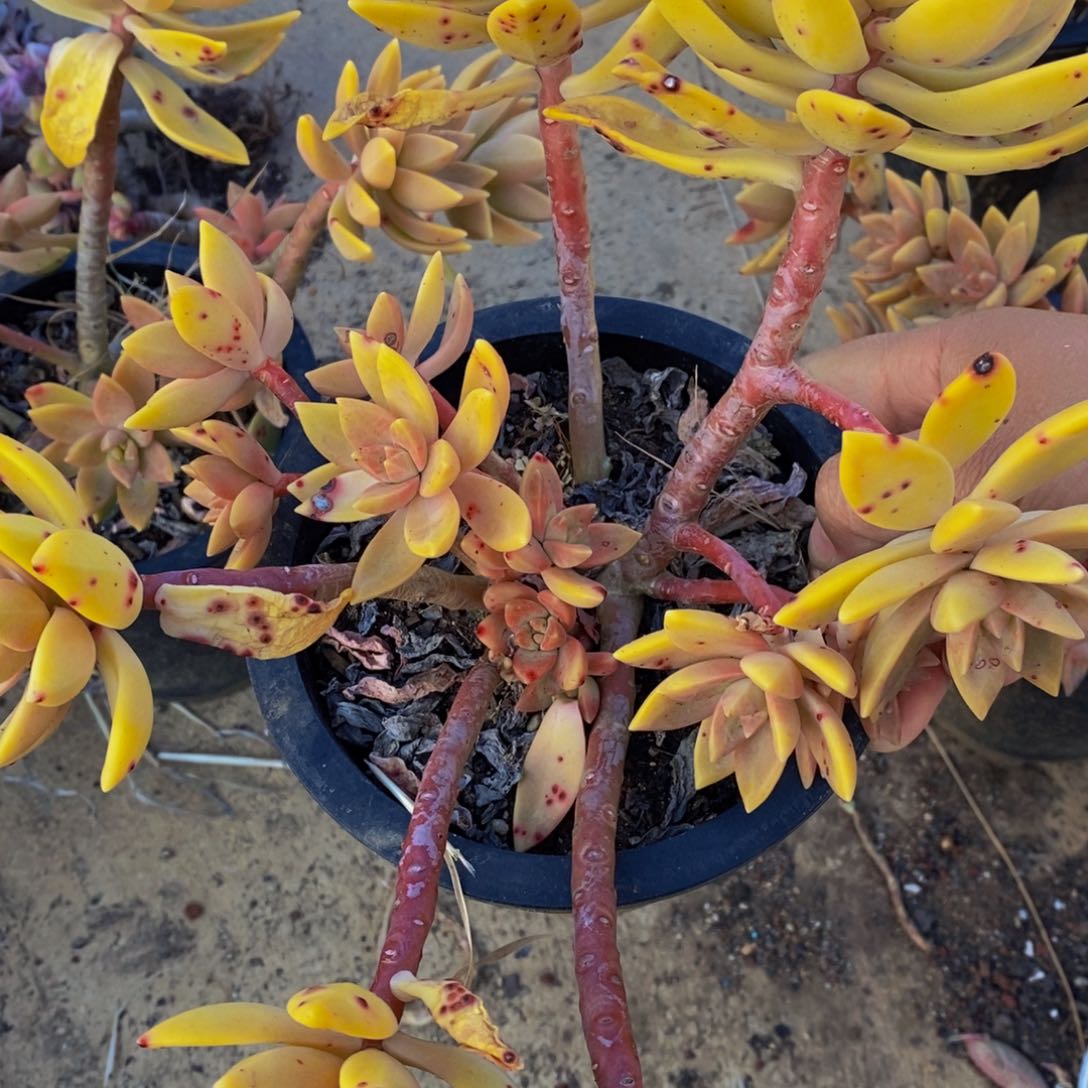 布丁大盆多肉植物