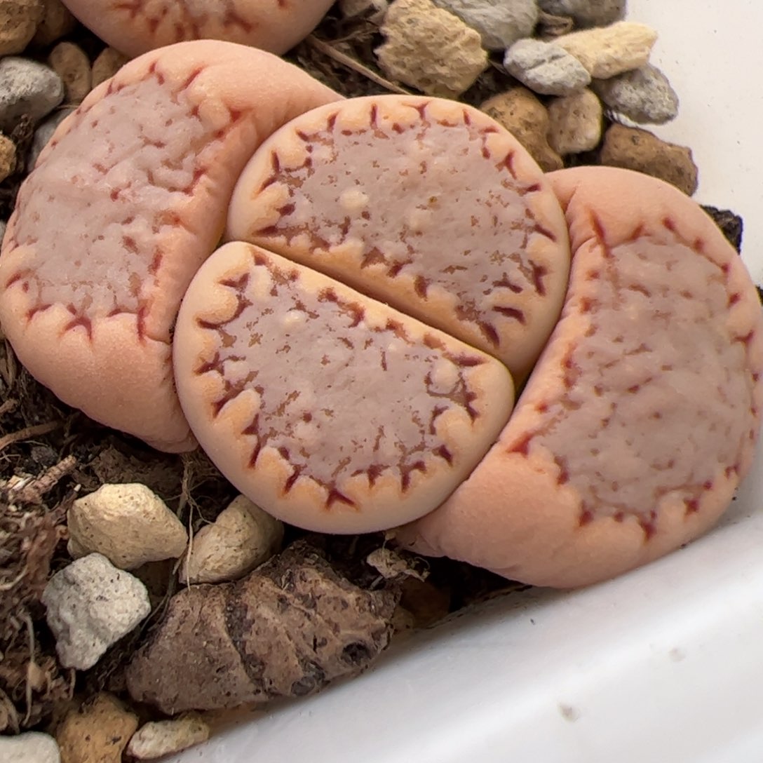 0254号糖霜饼干 多肉植物