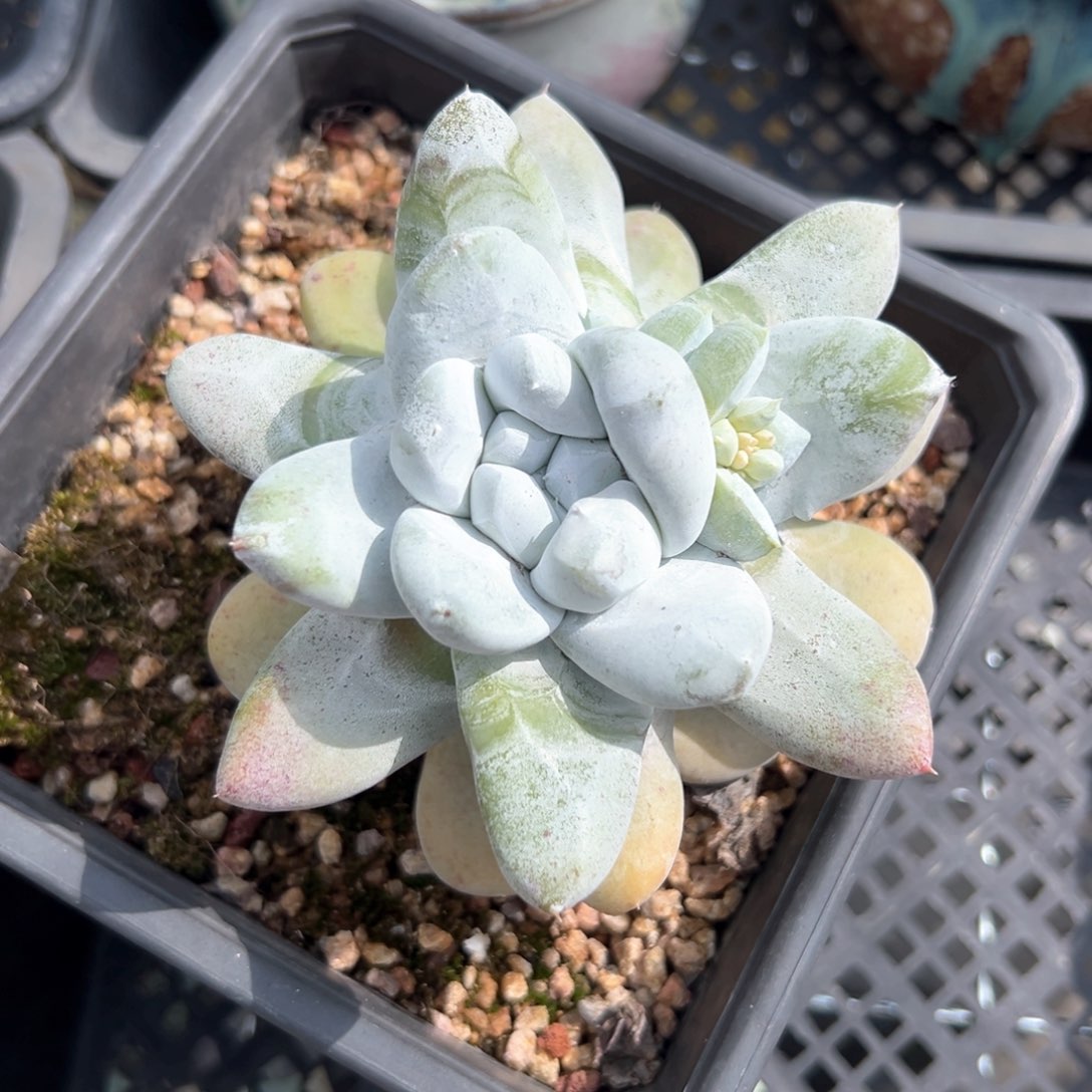 拇指仙女杯高桩粗桩（满38包邮）多肉