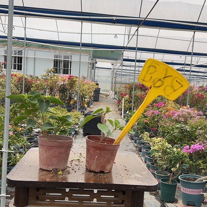 完全开放绿叶五宝掌中宝 暗斑丽人掌中宝367