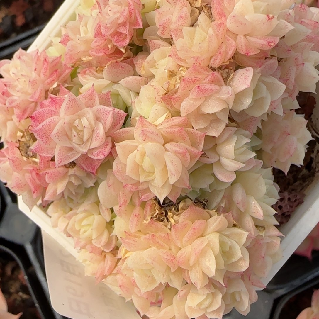 花语逸境0219-118散