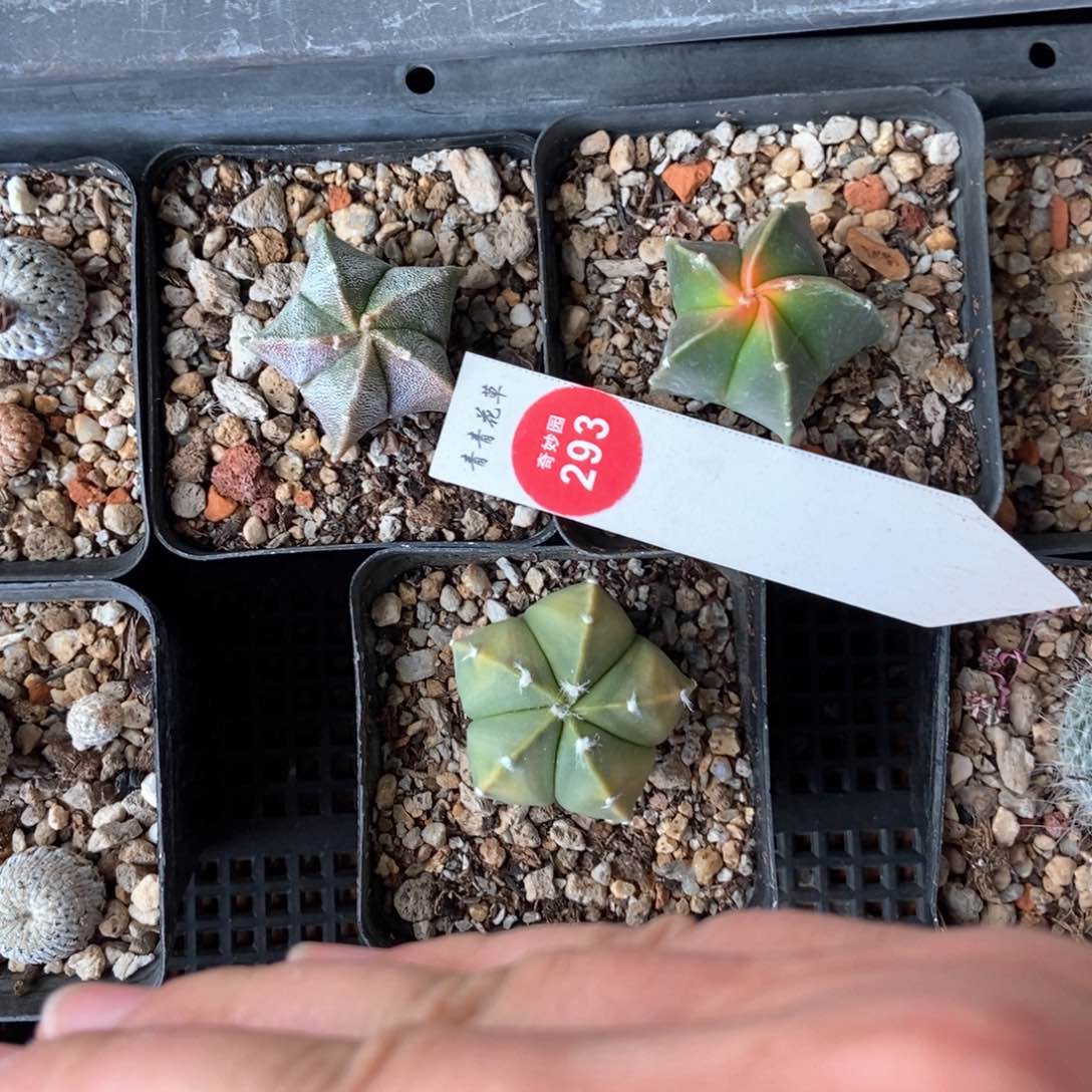 实生三颗鸾凤玉668778