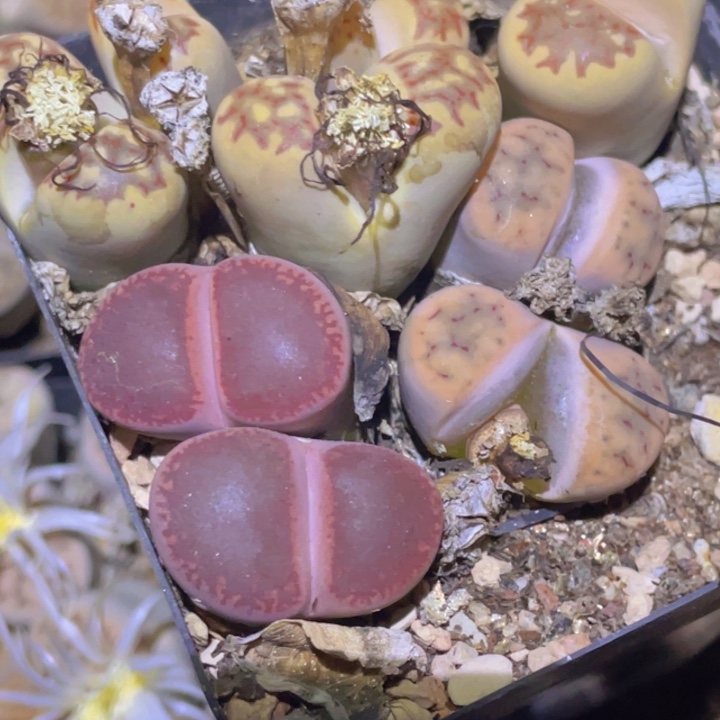 155555885855885887888