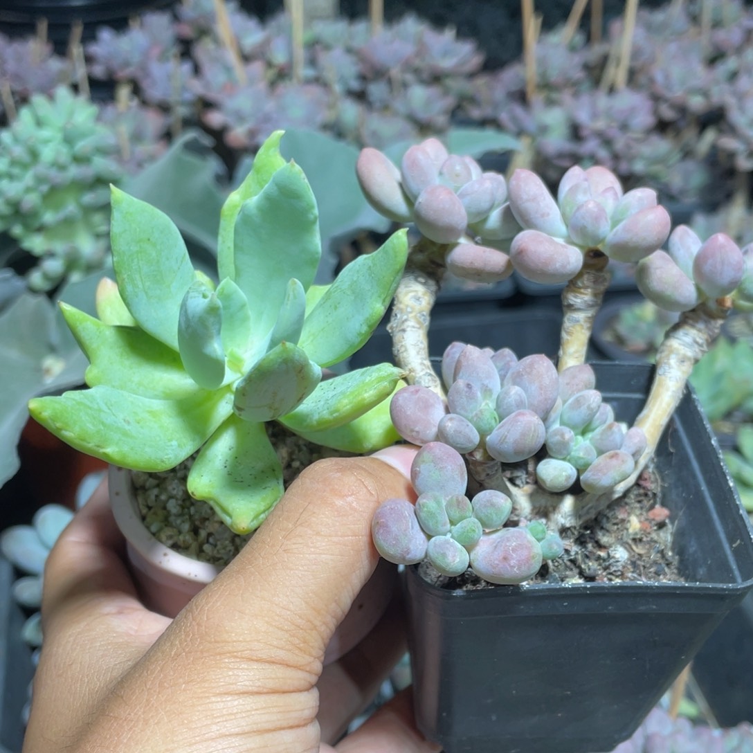 多肉植物多肉植物