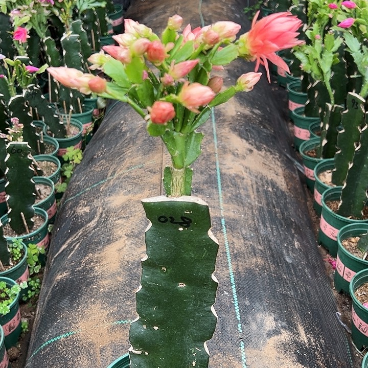 终***时野三角嫁接028一颗都是花苞