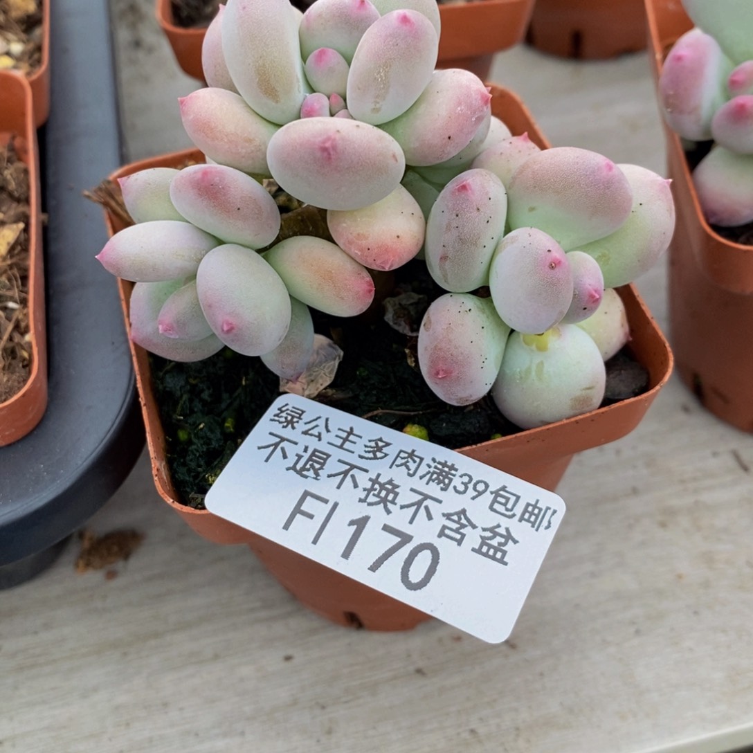 苹果奶170/6vm叶片发黄