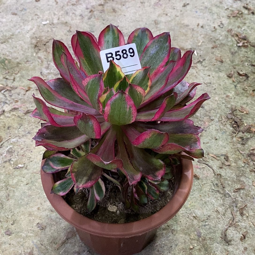 荷**清魅影多肉植物589