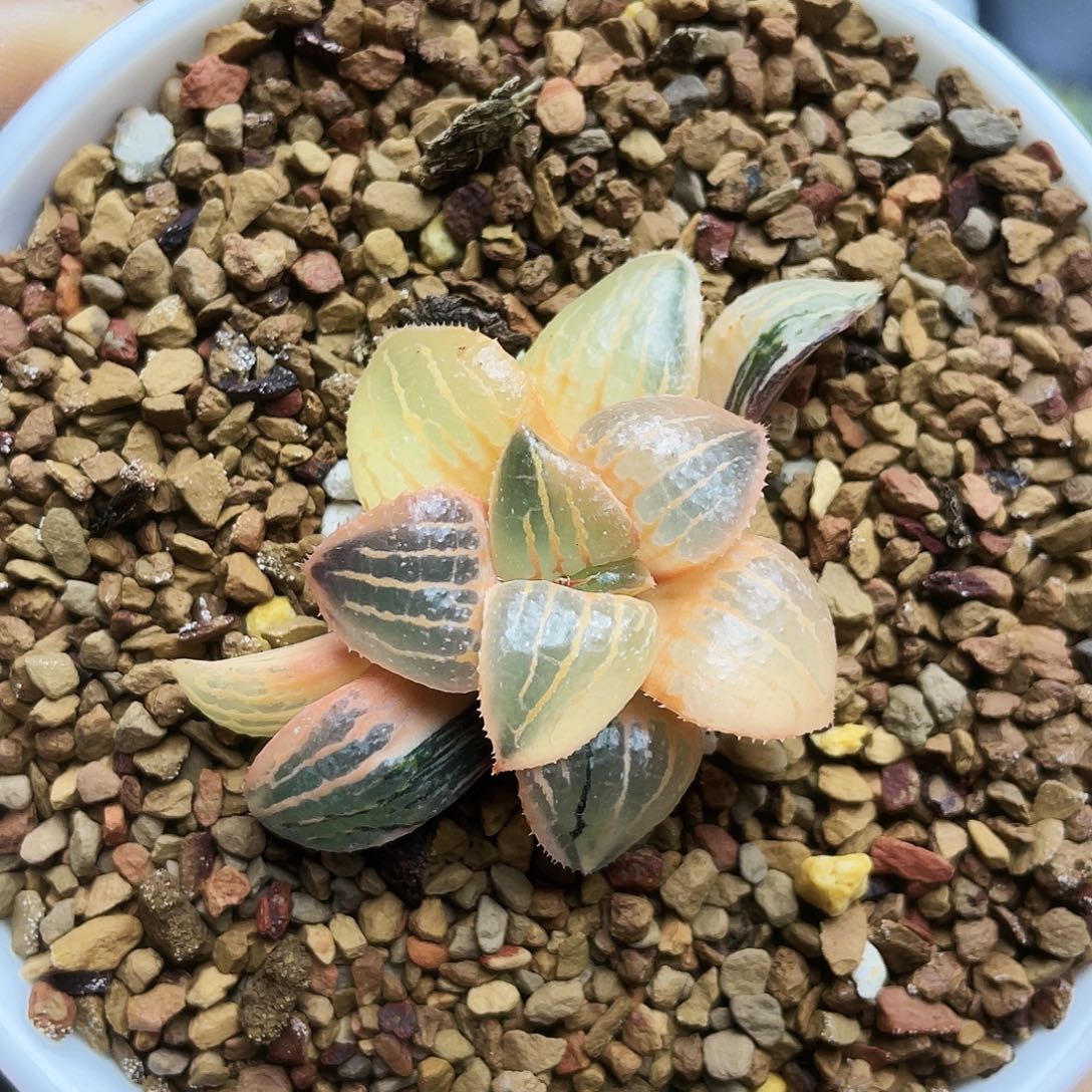 糊斑香瓜岛锦十二卷