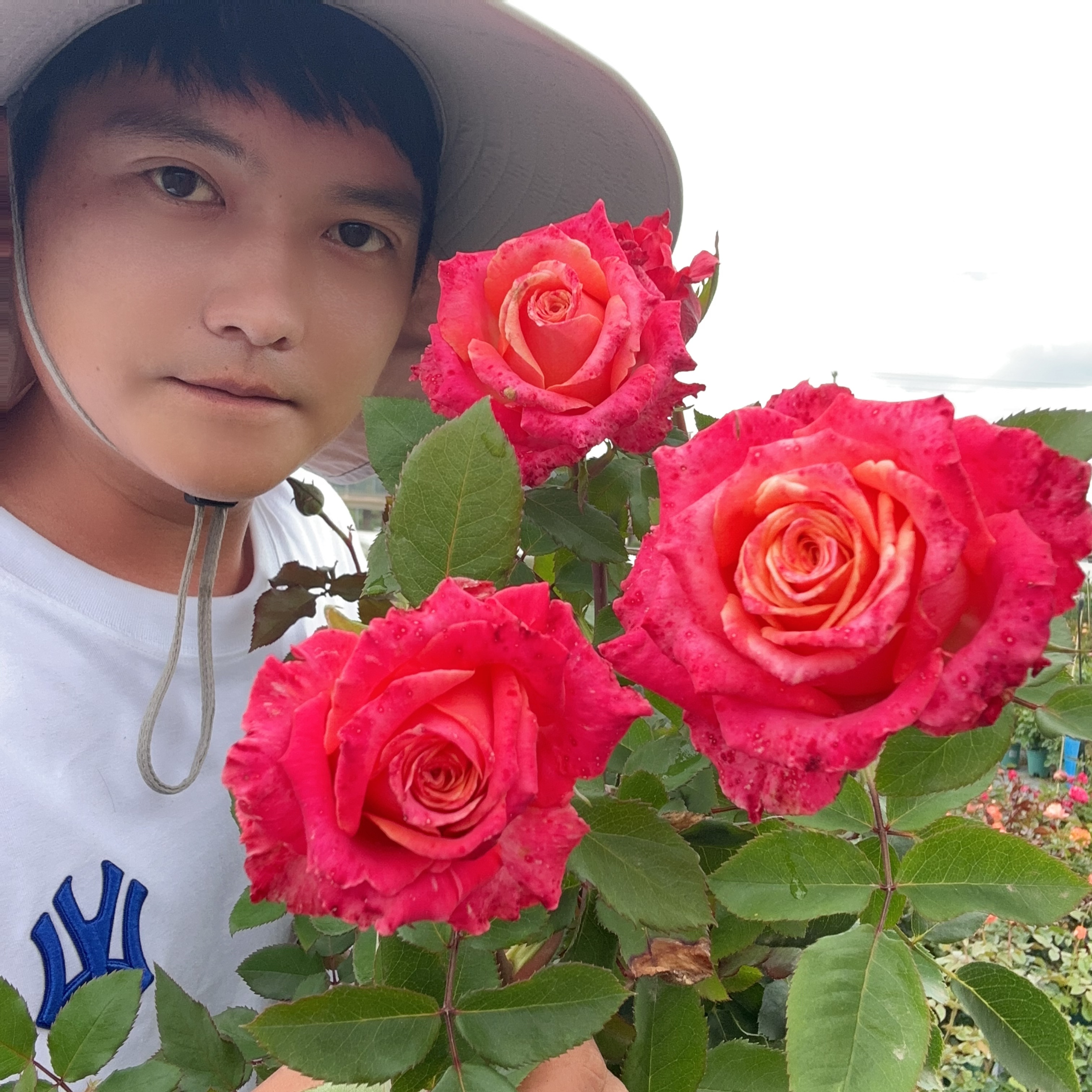 诺言高级复色切花月季四季开花勤花大花花瓣厚实阳台庭院盆栽绿植