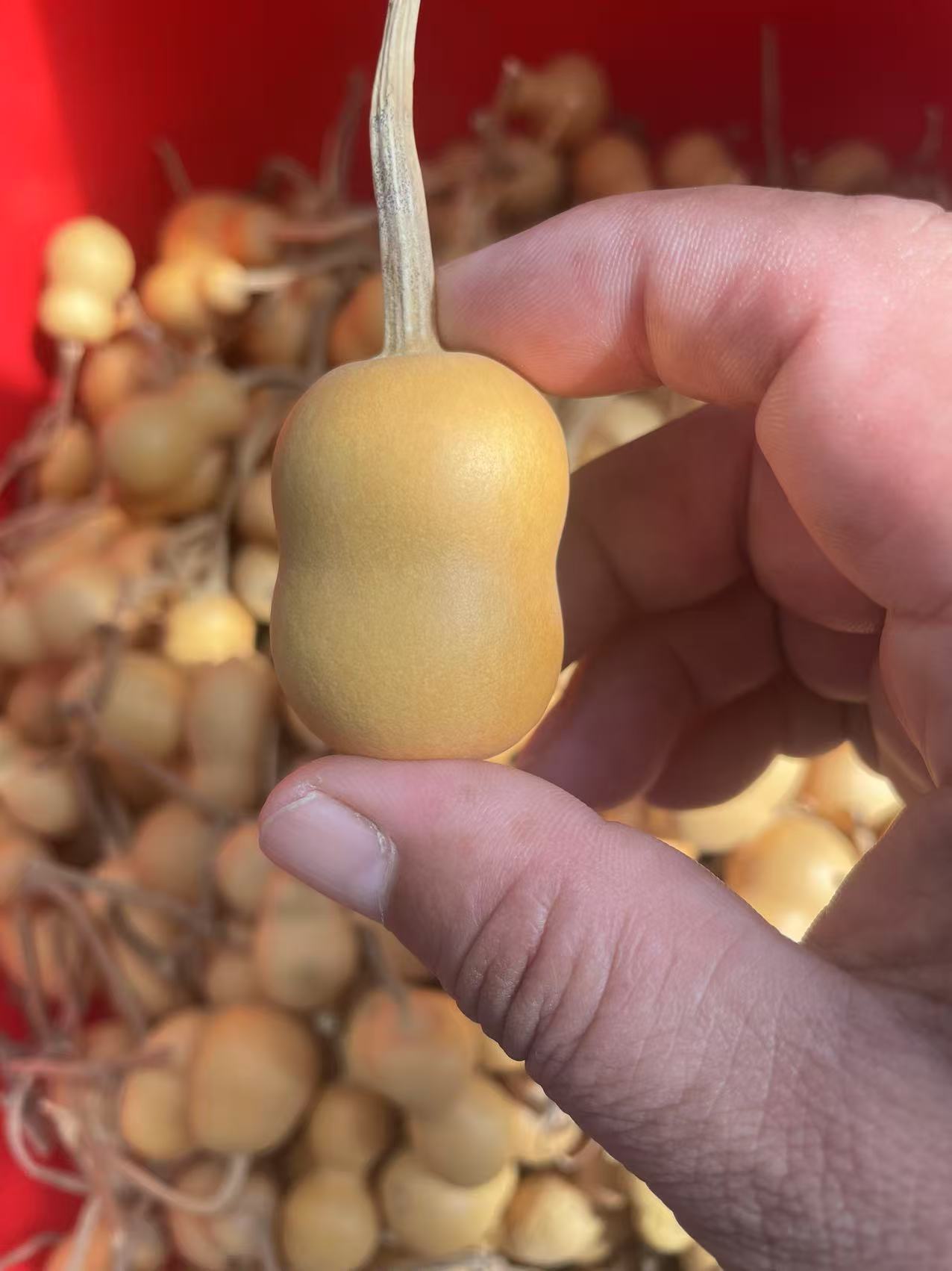 直播间专用手把瓶子葫芦链接