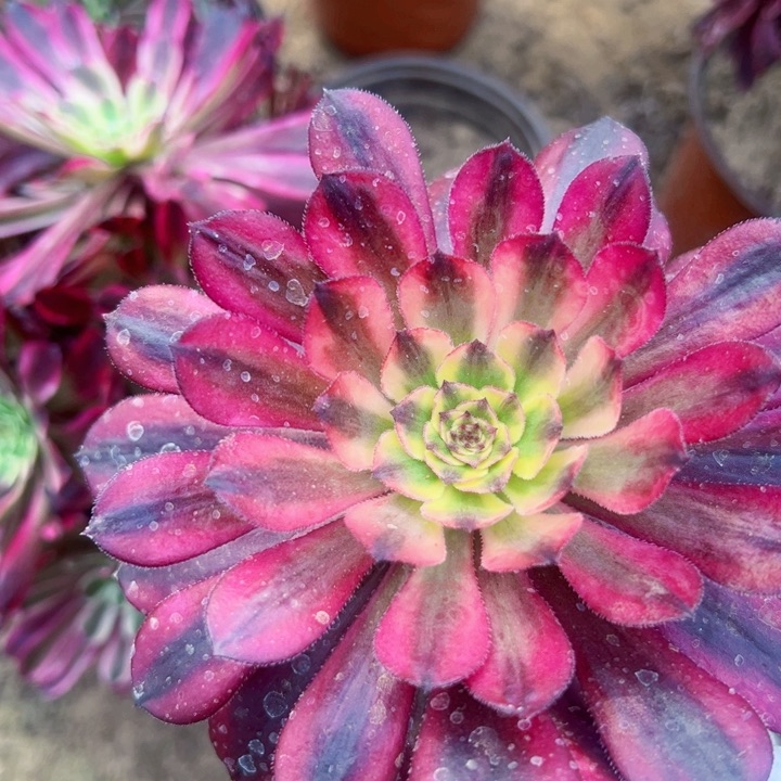 6231月馋多肉植物法师法师