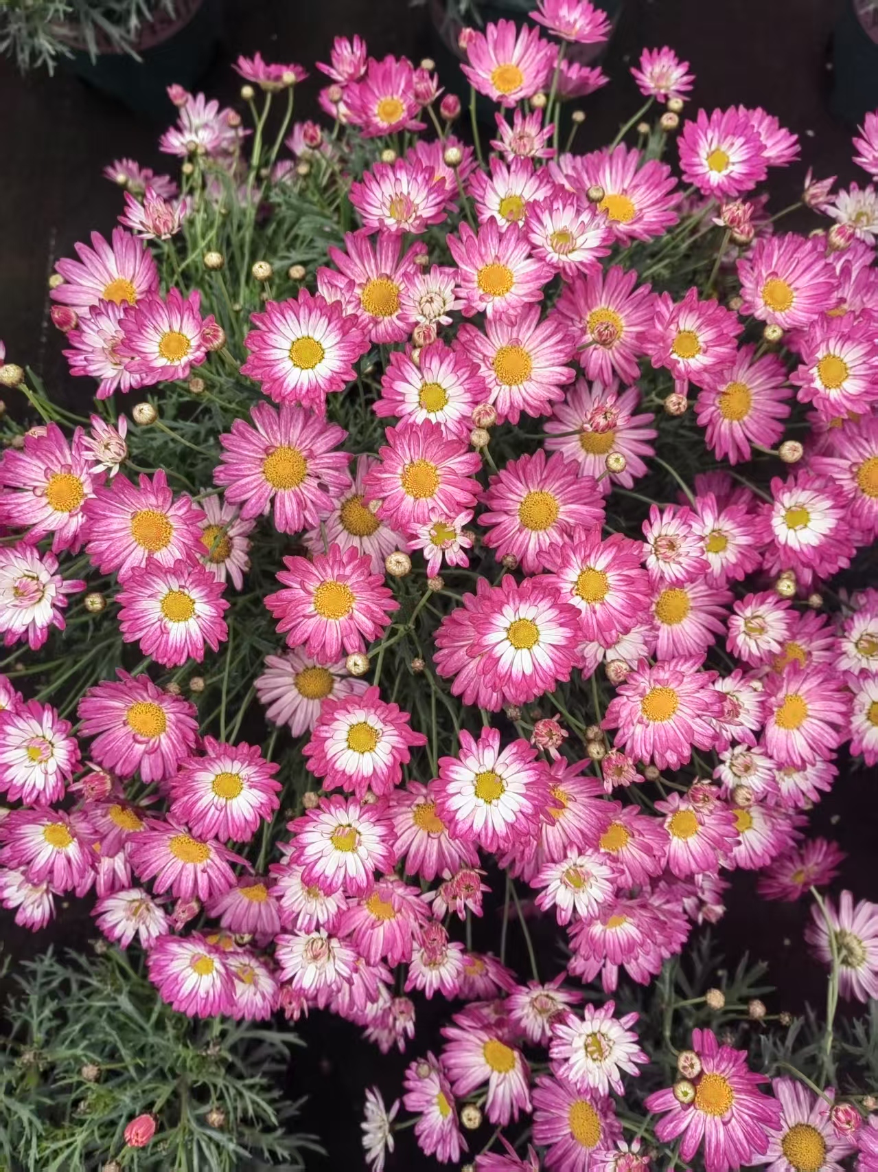 李氏【玛格丽特】菊花新手好养易爆盆花苗开花盆栽阳台庭院