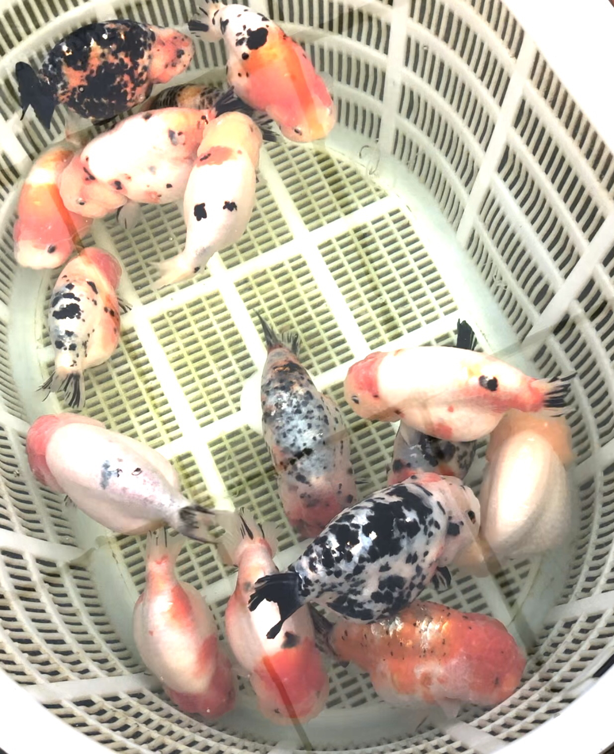 金鱼，兰寿金鱼，12一18cm，具体以实物为准