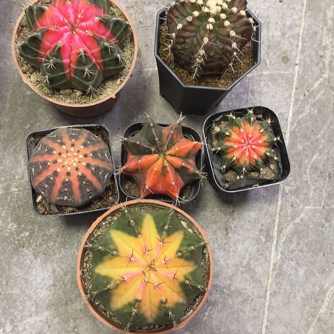 用***8一物一拍八颗仙人球