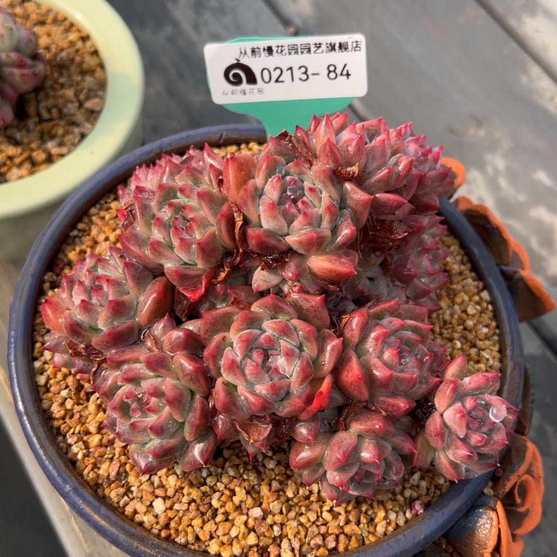 从前慢多肉精选编号0213.84