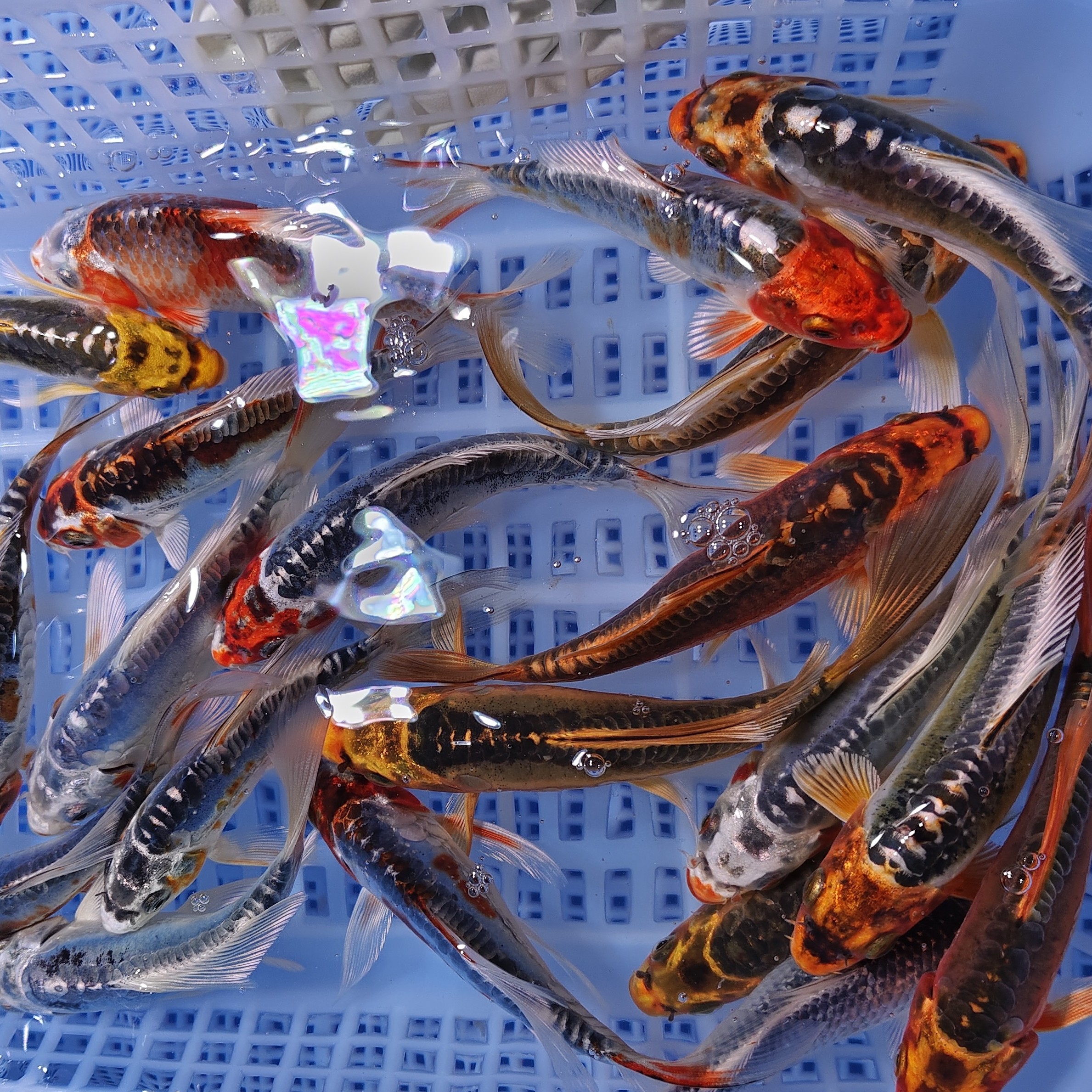 精品德系 5条 锦鲤 包邮包损 花色品种混搭不指定13-16