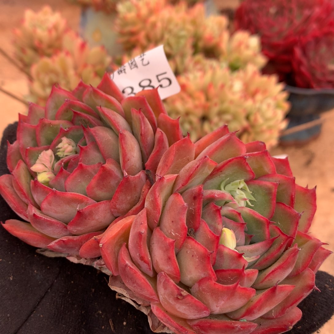 5385杂交多肉植物