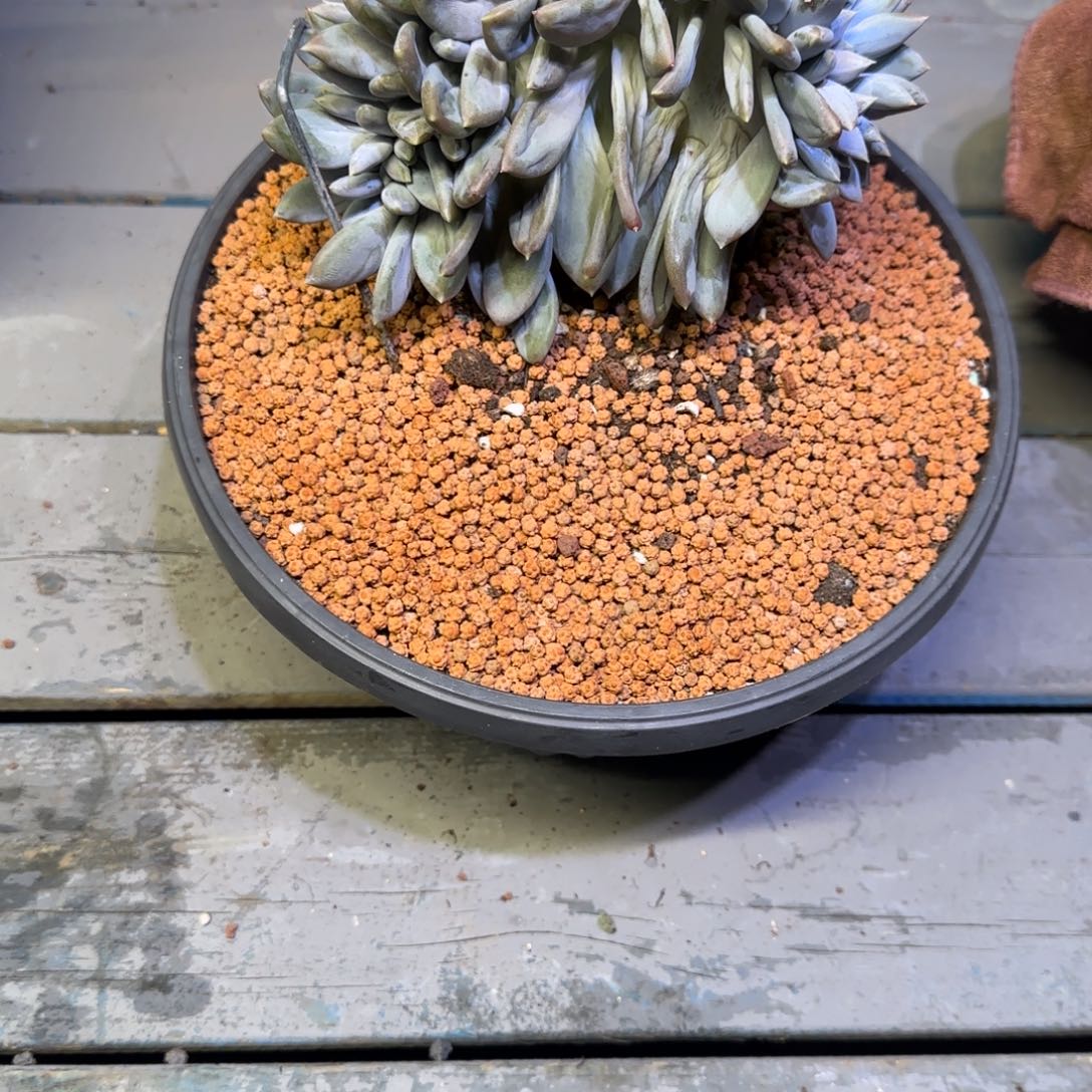 胖体多肉植物一物一拍