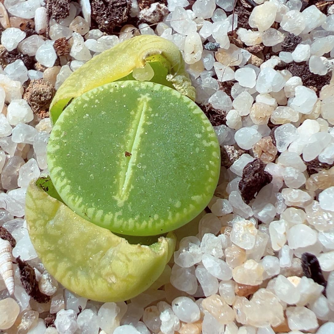 307-667多肉绿光阳