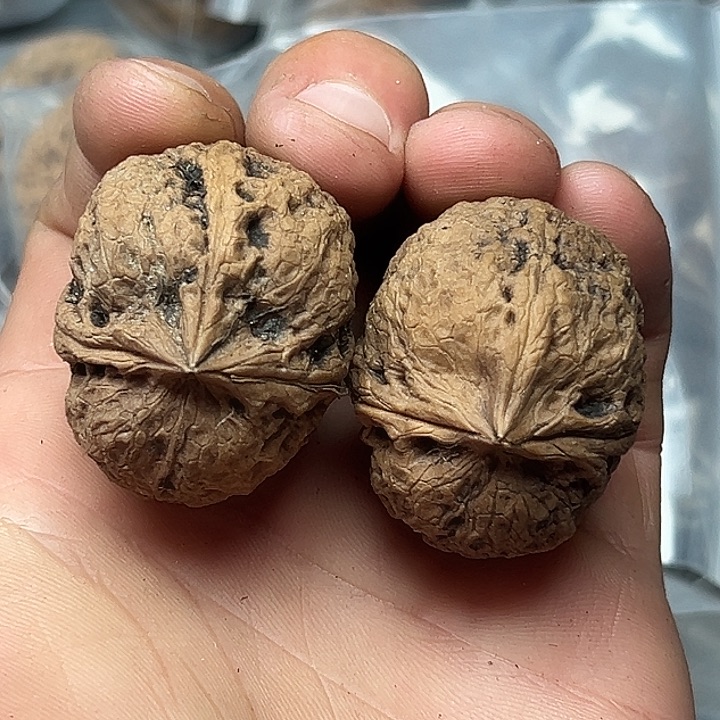 核桃27号鱼籽三楞38尺
