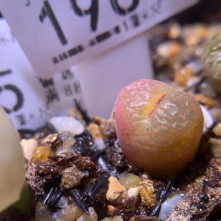 生石花多肉212.196