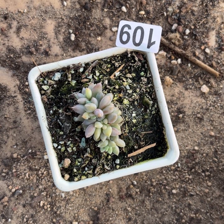 多肉植物哥特群109