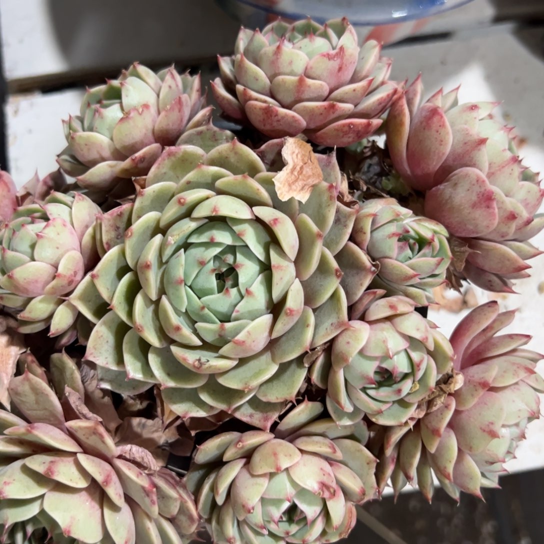 多肉植物一物一拍