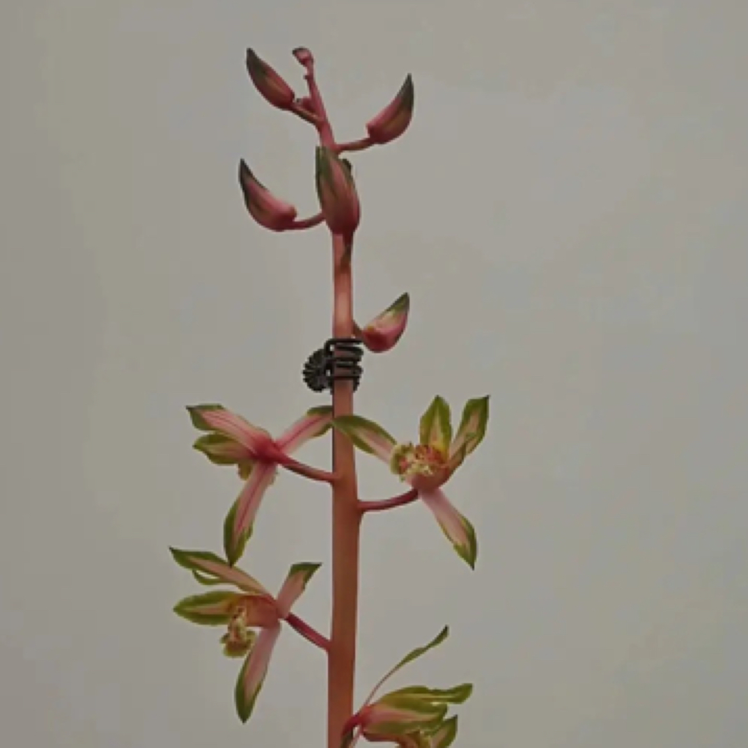 【直播间一物一拍】建兰｜春兰｜莲瓣兰｜墨兰｜寒兰｜蕙兰｜春剑