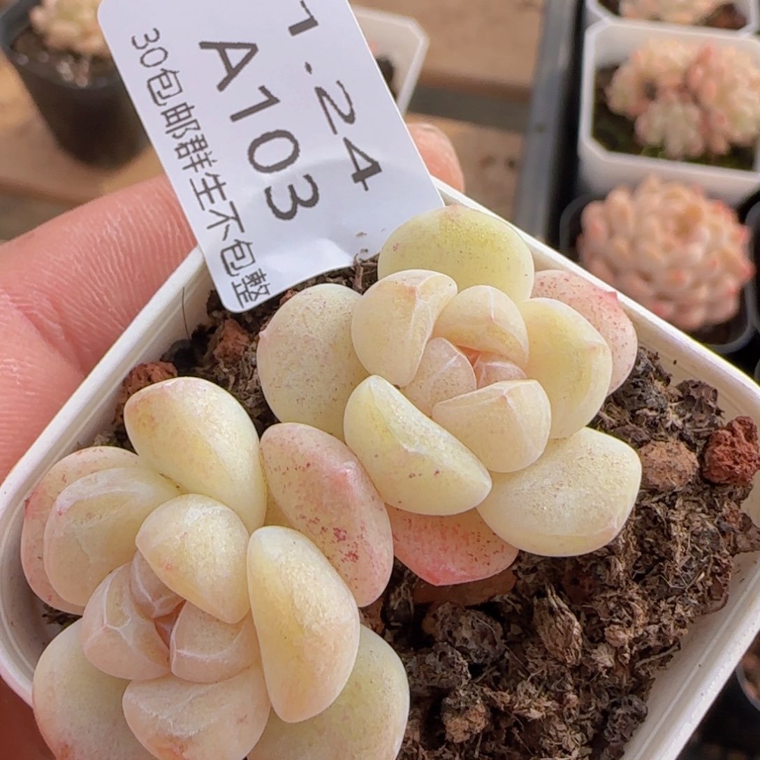 白体糖心冰玉一颗