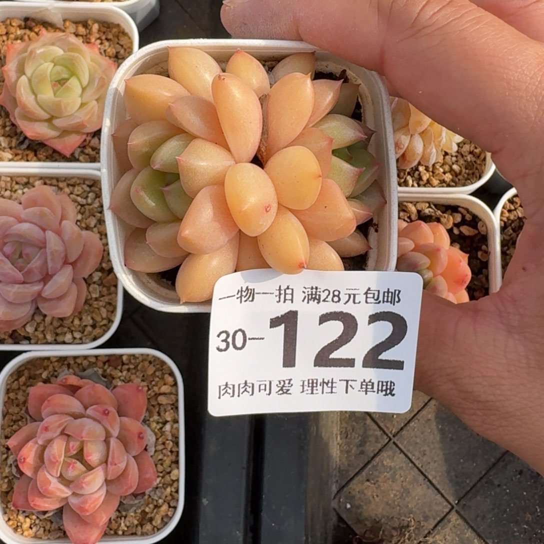 d***i梦龙双头无盆土发货