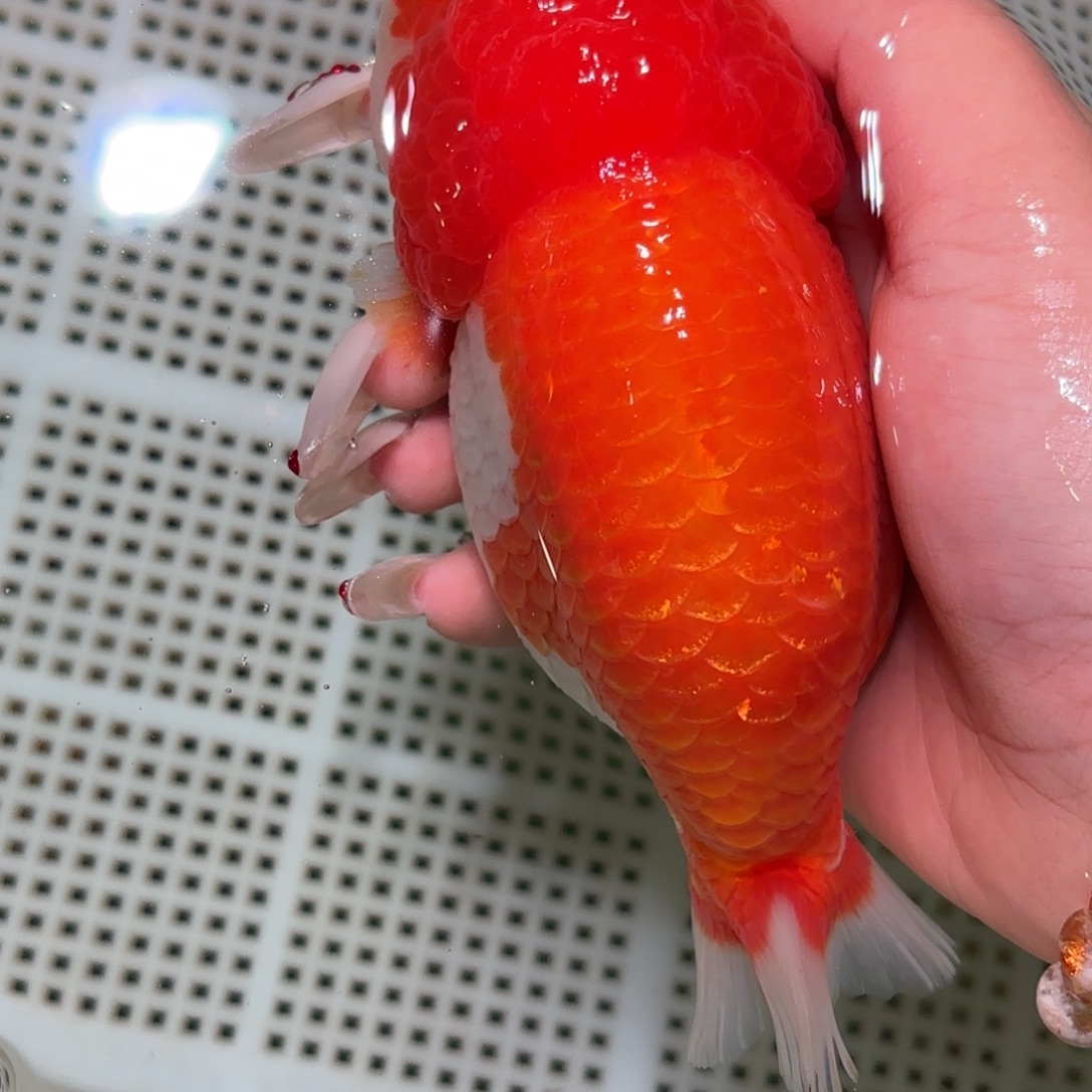 付****金鱼拍包装包邮，不拍包装运费到付