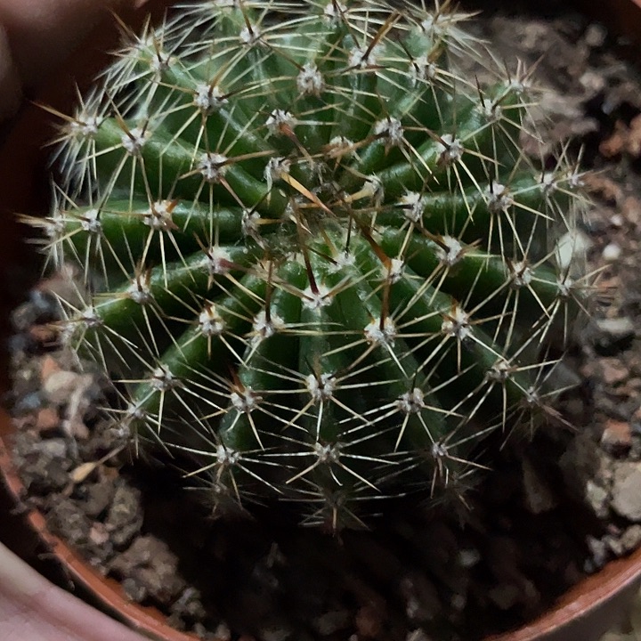 19号16棱实生彩草