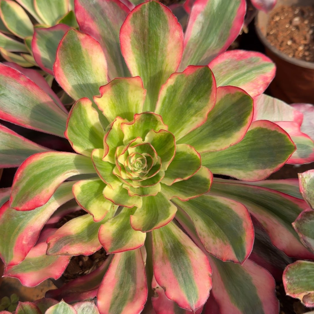 巫毒白多肉植物法师