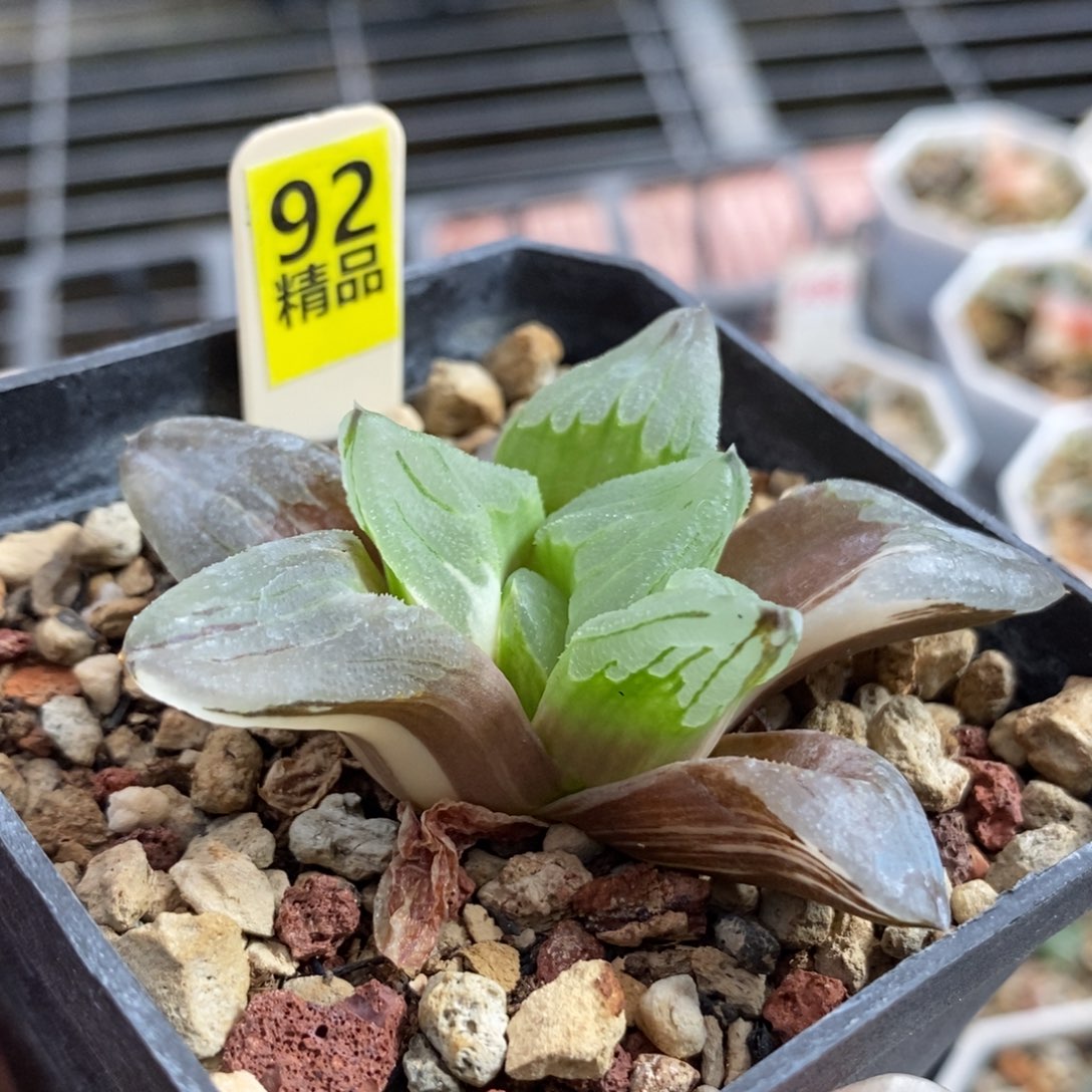 92冰城锦一物一拍