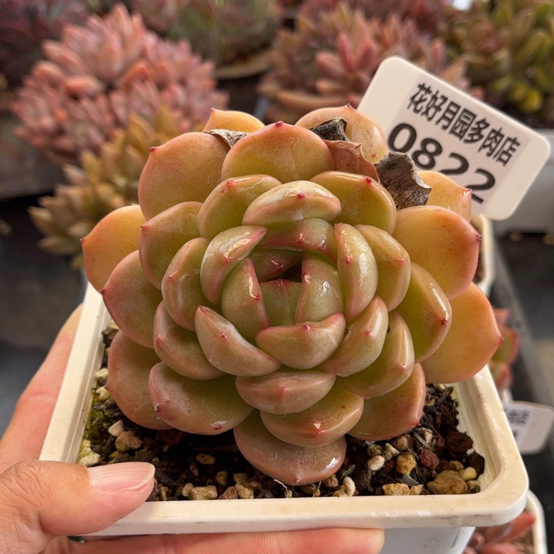 0822 天冷必拍保温箱