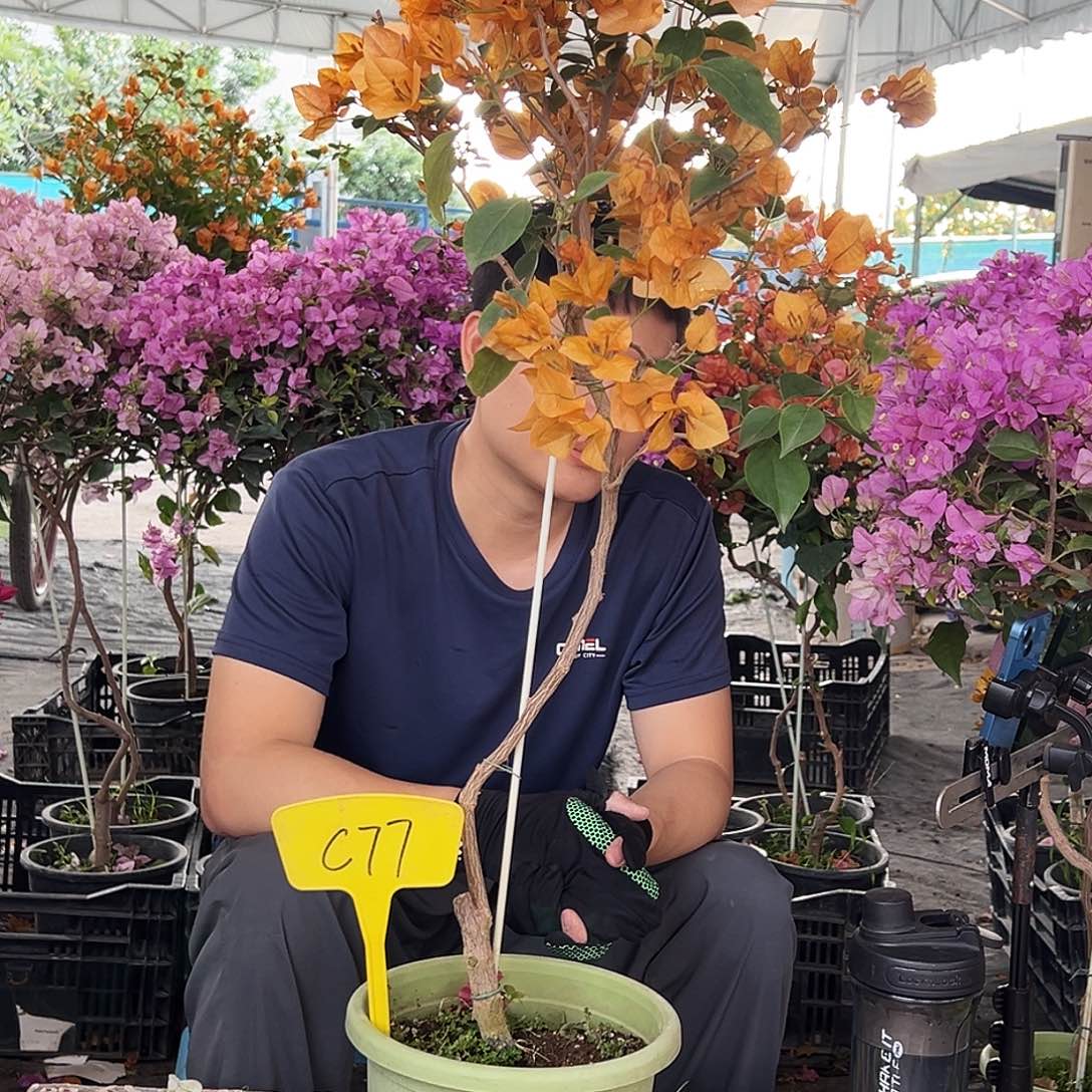 般***ヾ大部分花苞少量开放C77金色光辉