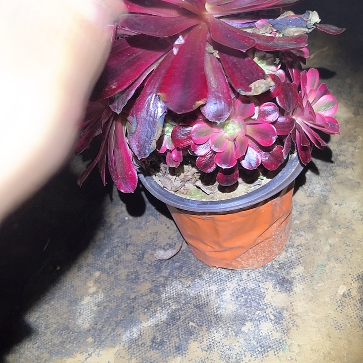 法师多肉一物一拍74