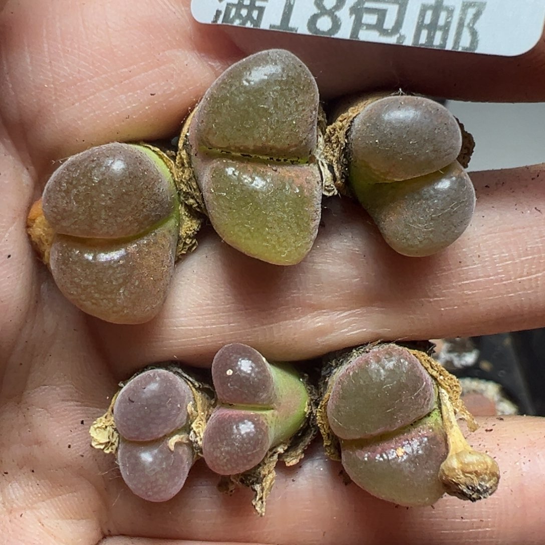 【闪购商品】098……