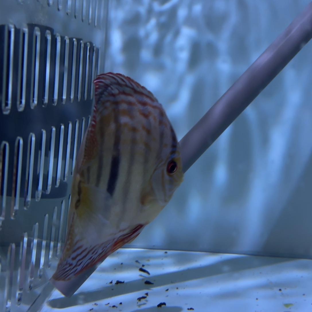 七彩神仙鱼七彩神仙鱼