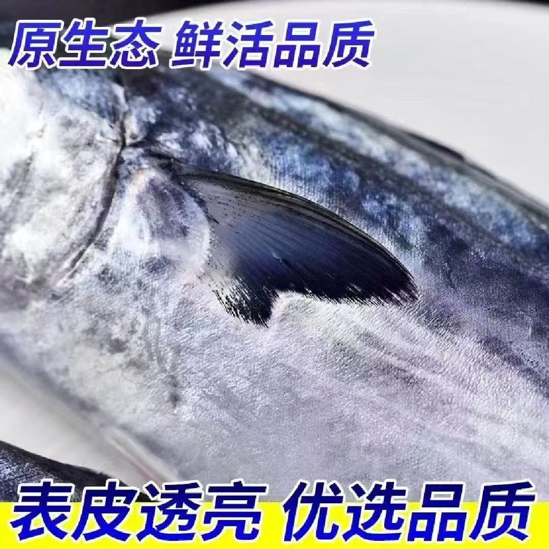 原产地海捕新鲜大鲅鱼马鲛鱼冷链包邮到家