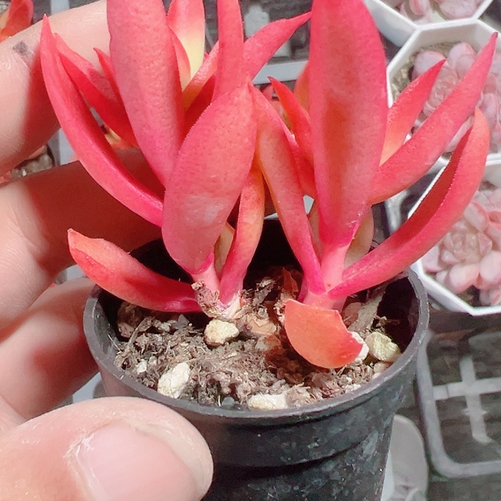 火祭精品多肉植物大战