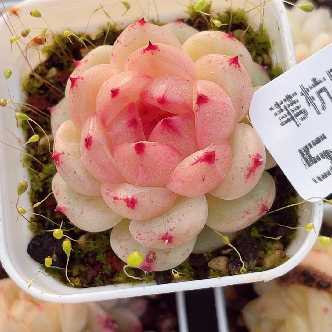 刘***音552珍妮心多肉汤的点