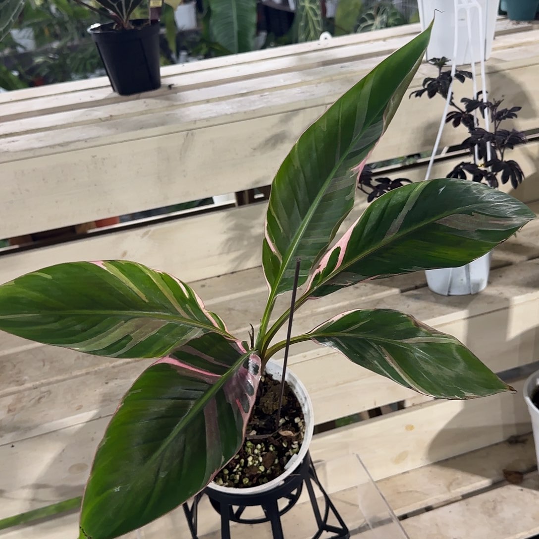 无花朵粉锦香蕉粉锦