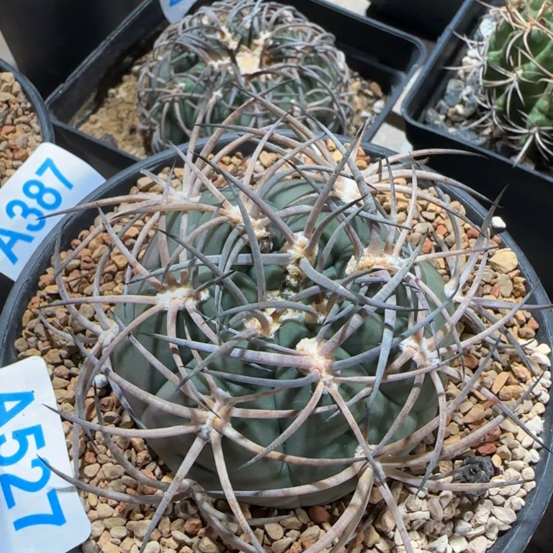 阵太刀 实生仙人球527