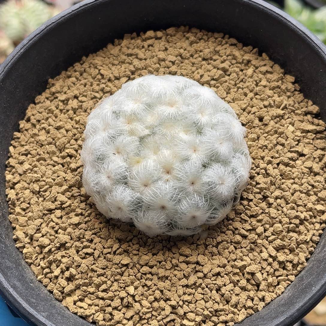 日系降落伞白星仙人球