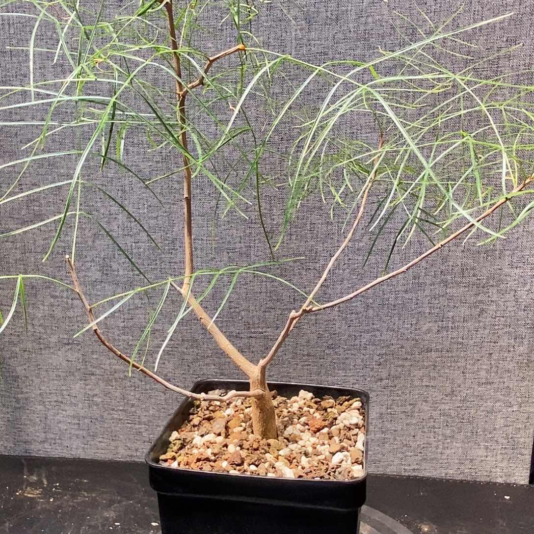 帕卡裂榄实生一个