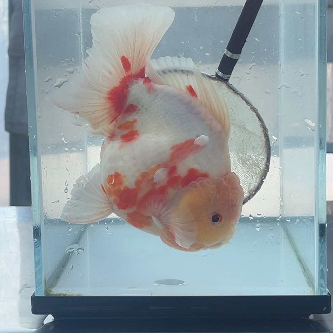 金鱼888556988889998877788