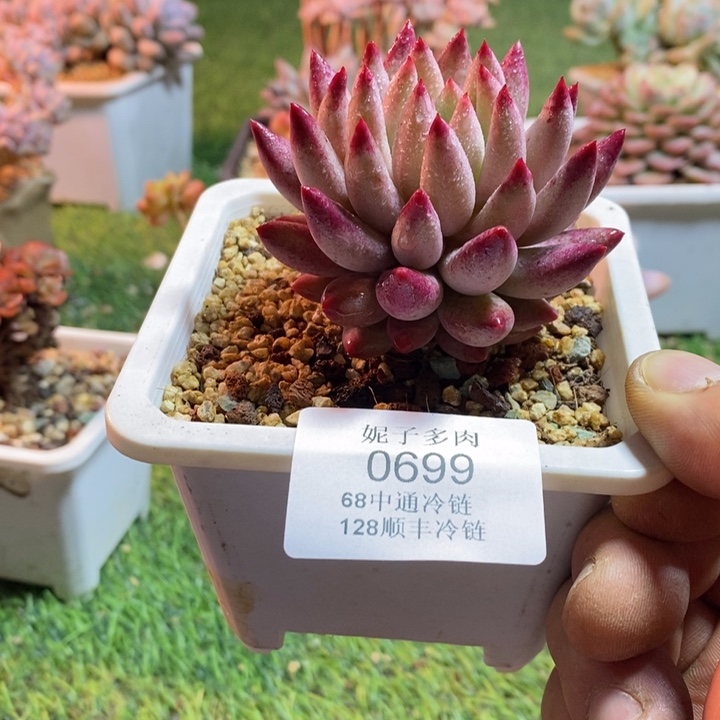 0699啊啊啊啊啊啊啊啊