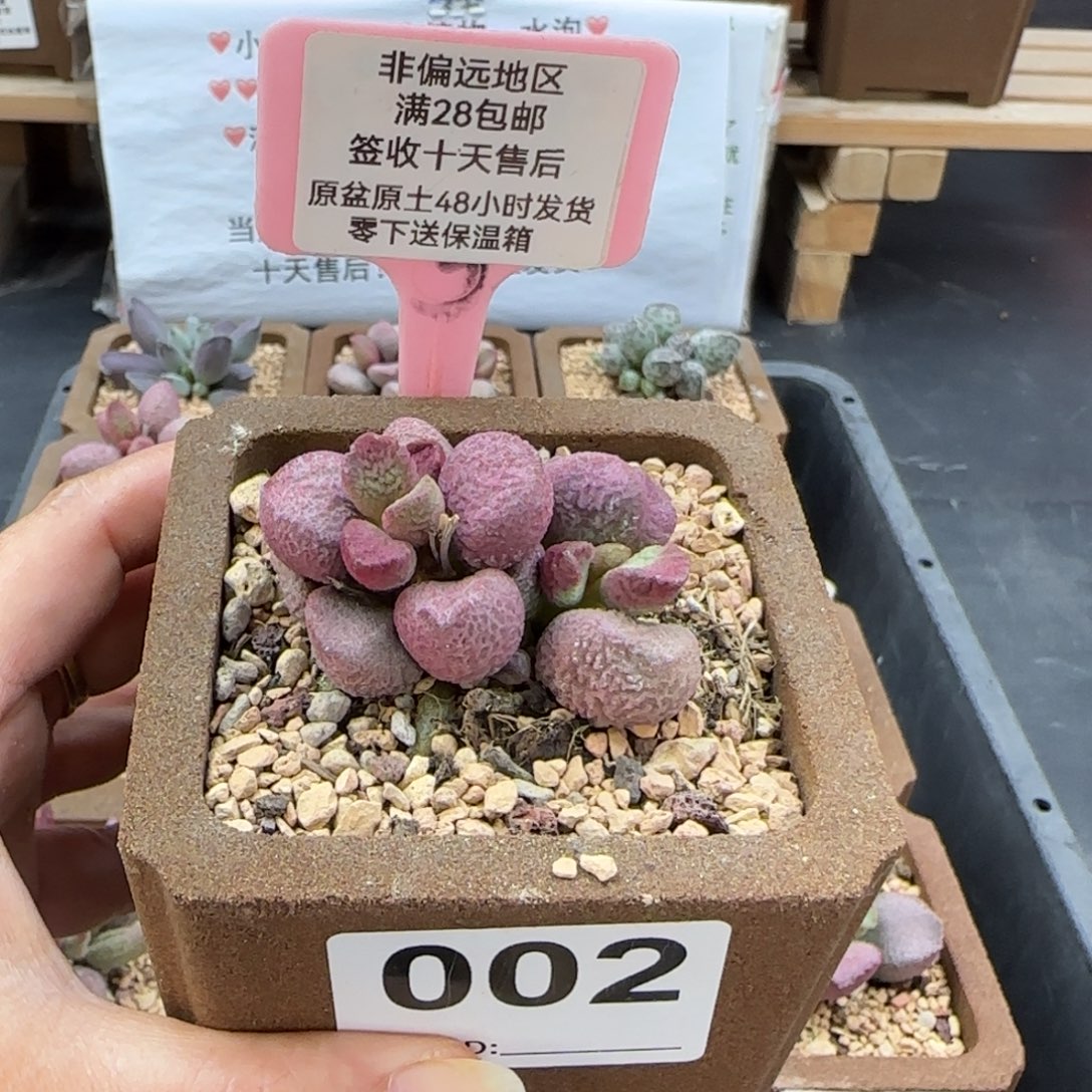 002夏娃多肉的植物